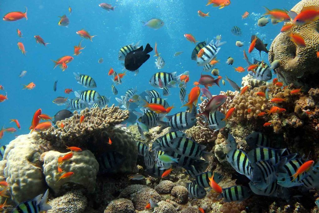 excursion-cozumel-riviera-maya-sl-1-o