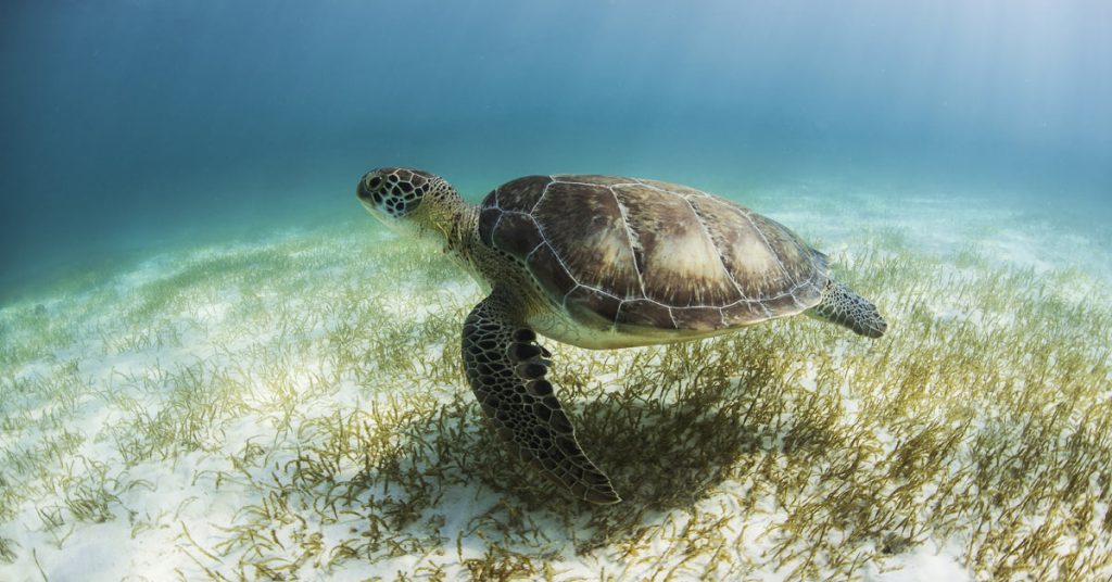 Tortuga bajo el agua en las aguas poco profundas de la Bahía Akumal.