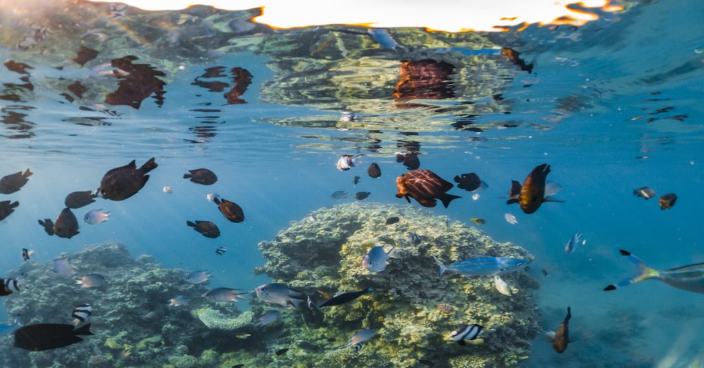 Detalle vista submarina y ecosistema subacuático de la Riviera Maya