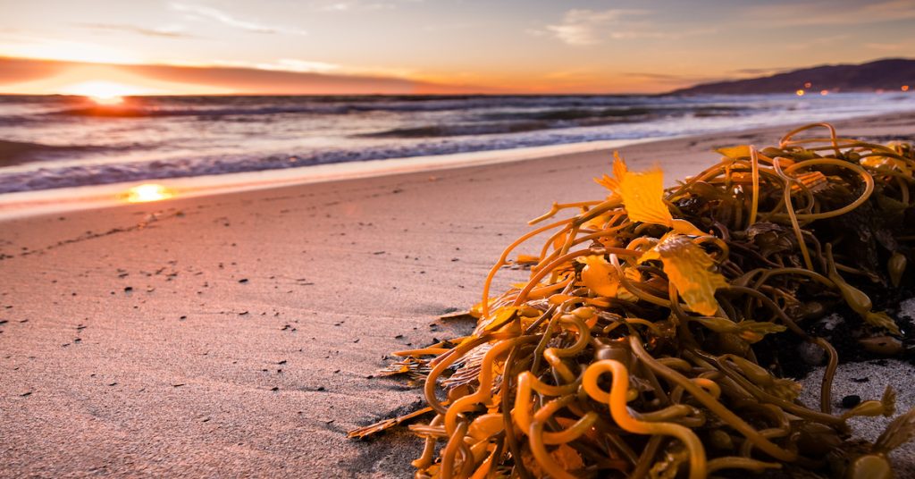detalle de unas algas en una playa