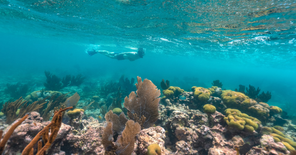 turista practicando snorkel en República Dominicana