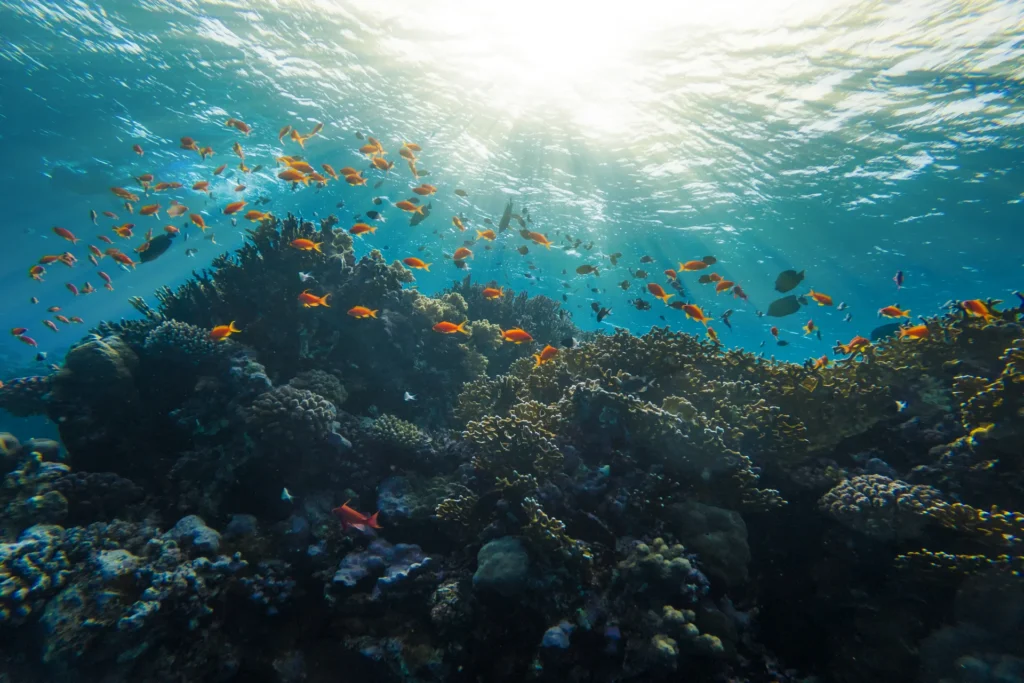 snorkel arrecife de coral