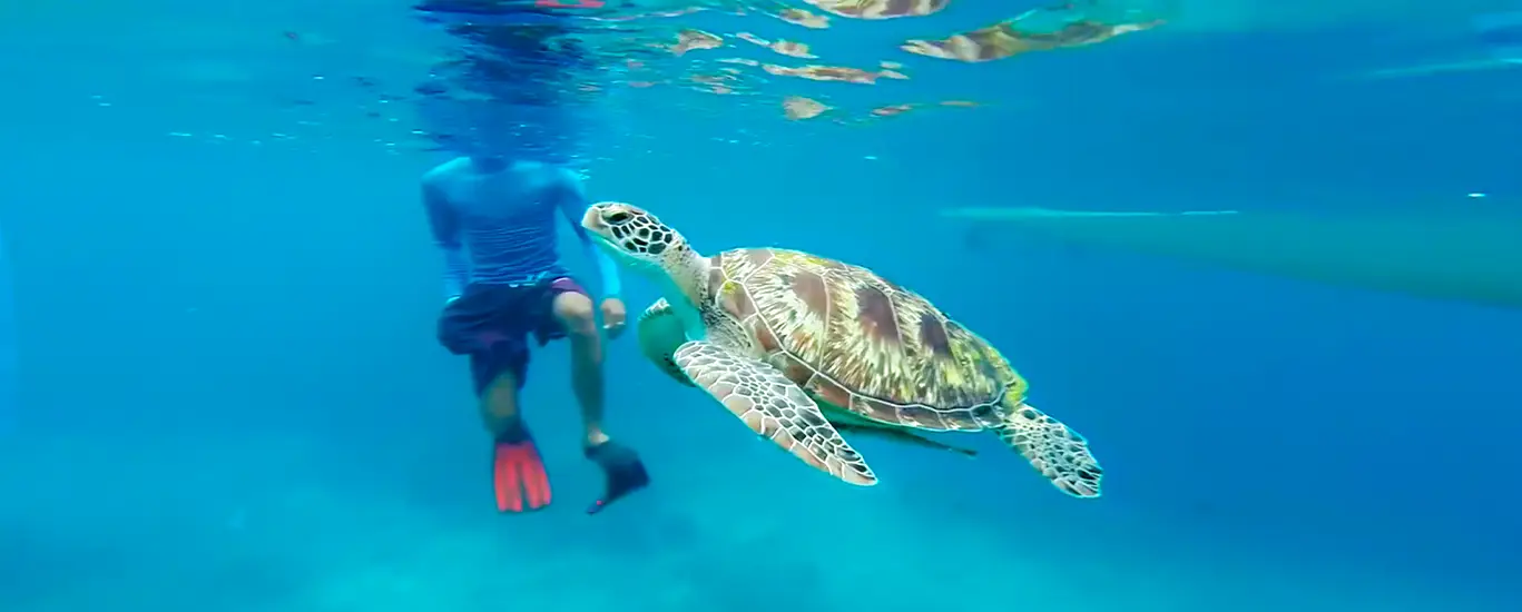 Snorkel con tortugas en Akumal