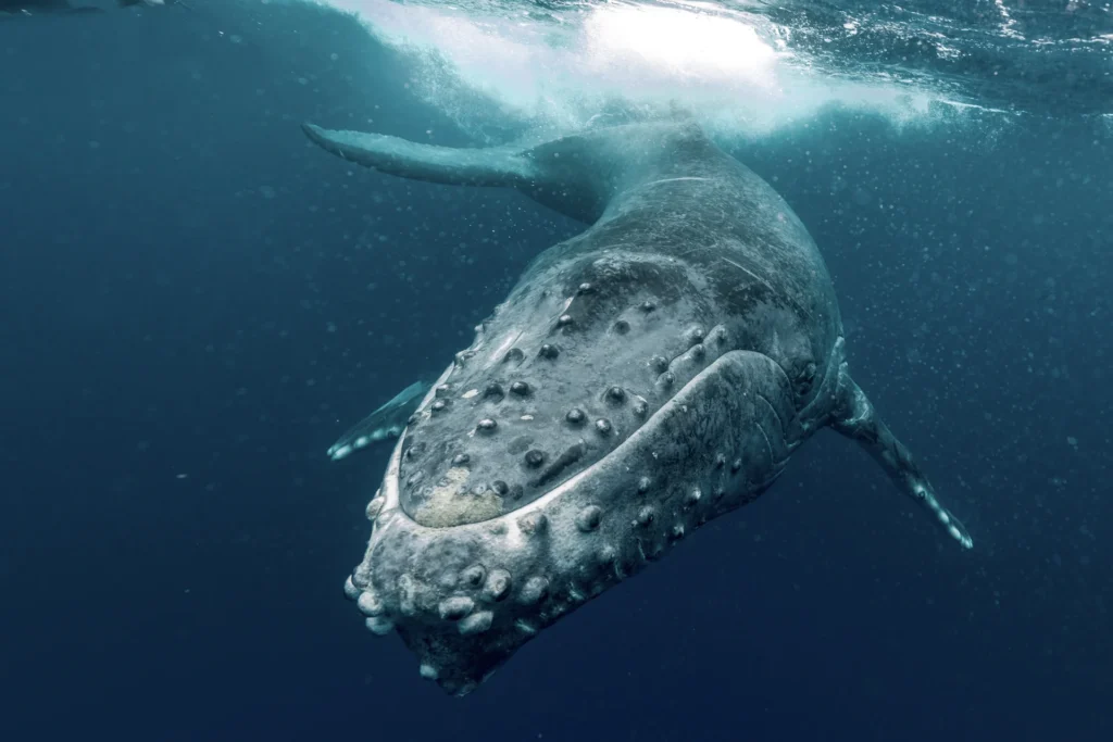 Ballena jorobada
