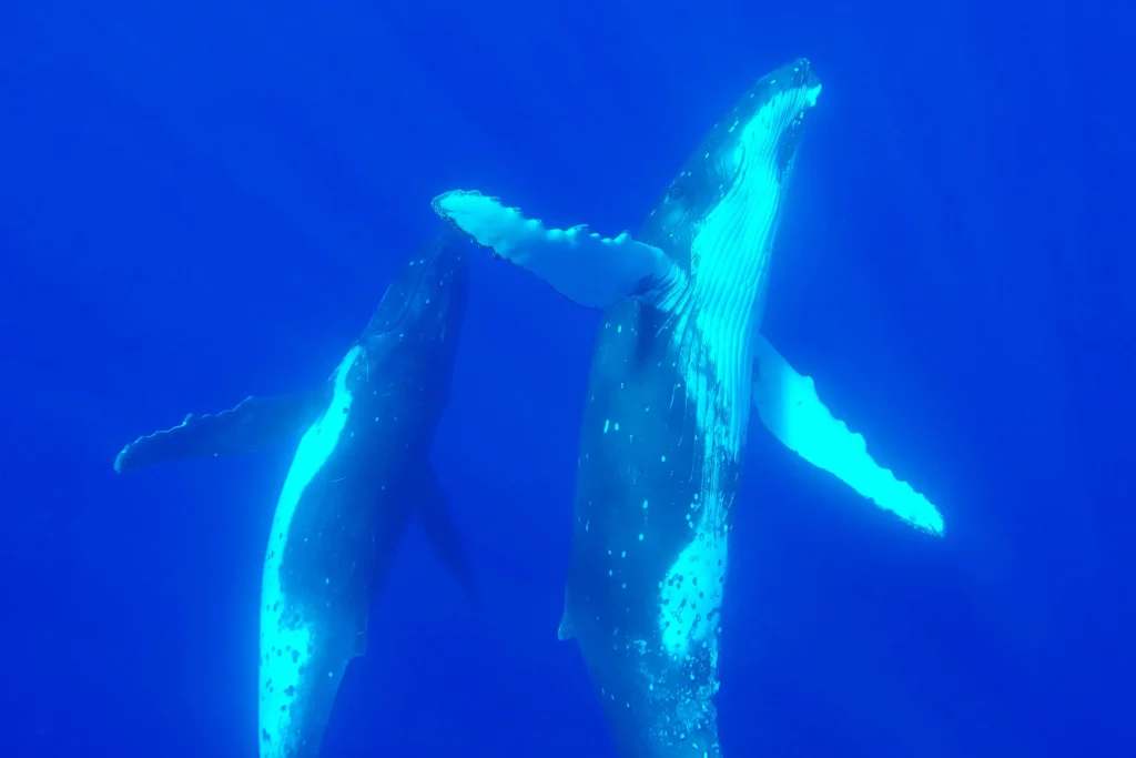 Pareja de ballenas jorobadas